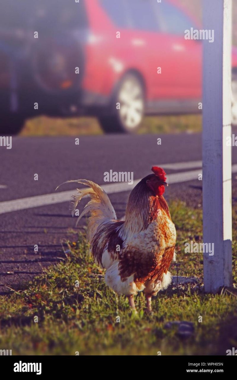 Learn about chicken road